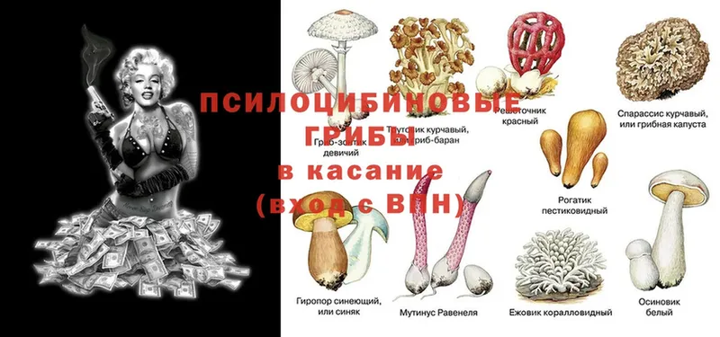 наркота  мега как зайти  Псилоцибиновые грибы Psilocybine cubensis  Новоаннинский 